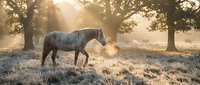 Gray horse walking through frost-covered meadow at sunrise among trees with golden light and mist, suitable for equestrian and nature themes.