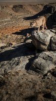 Mountain lion standing on rocky outcrop in arid desert canyon landscape with dramatic shadows and rugged terrain for wildlife and nature projects.