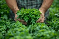 Fresh organic parsley bunch held in farmer's soil-covered hands over green garden background, showcasing sustainable agriculture and farm-to-table produce.