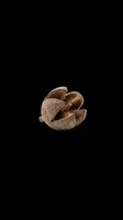 Dried open seed pod with cracked brown shell isolated on transparent background, ready for nature clipart, stickers, t-shirt design, and print on demand use.