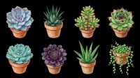 Succulent plants in terracotta pots isolated on transparent background, ready for t-shirt designs, clipart, stickers, print-on-demand products and sublimation projects.
