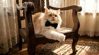 Fluffy ginger cat wearing black bow tie sitting on ornate wooden chair in elegant room with sunlight and curtains.