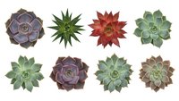 Collection of eight colorful succulent plants arranged in rows on white background, featuring various species with different shapes and hues for gardening projects.