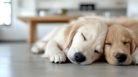 Relaxed golden retriever dogs resting together on wooden floor in modern home interior, suitable for pet care, wellness and lifestyle design projects.