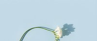White daisy flower with green stem casting shadow on light blue background for spring design projects and botanical illustrations.