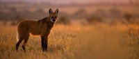 Wild maned wolf standing in golden grassland during sunset with warm lighting and natural habitat background for wildlife conservation content.