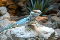 Blue iguana lizard basking on rock in natural desert habitat with succulent plants in background for wildlife and reptile education content.