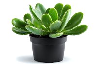 Green succulent plant with thick fleshy leaves growing in black plastic pot isolated on white background, suitable for gardening and home decoration projects.