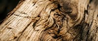Close-up of weathered wood grain texture showing natural knots and cracks, ideal for backgrounds, design elements, and rustic material references.