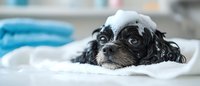 Small black puppy with soap bubbles on head during bath time in white towel looking directly at camera with wet fur and adorable expression.