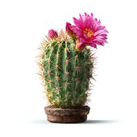 Green barrel cactus with vibrant pink flower blooming on top, planted in small brown pot on white background, isolated for design projects.