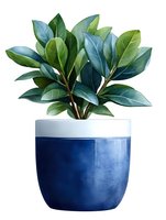 Rubber plant with glossy green leaves in modern navy blue and white ceramic pot, isolated on white background for home decor and interior design projects.