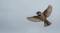 House sparrow in flight with wings spread wide against overcast sky showing natural bird behavior and movement in wildlife photography.