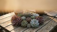 Succulent plants arrangement on rustic wooden table with warm sunlight creating cozy atmosphere for home decor and gardening concepts.
