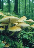 Yellow mushrooms growing in clusters on forest floor among green moss and ferns, with soft bokeh background creating magical woodland atmosphere.