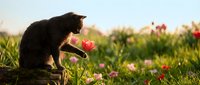 Curious black kitten exploring vibrant spring garden with blooming pink tulips during golden hour sunset light creating warm outdoor scene for pet lovers.