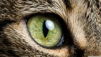 Extreme close-up of a cat green eye with a vertical slit pupil, showcasing vivid iris detail and fine fur texture in natural light.