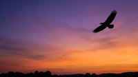 Silhouette of a large bird soaring through a dramatic sunset sky with vibrant purple, orange, and pink clouds. Wildlife and nature backgrounds.