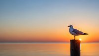 Seagull perched on wooden post during golden hour sunset over calm ocean waters with orange and blue sky gradient creating peaceful coastal scene.