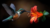 Vibrant hummingbird with iridescent turquoise feathers hovering near bright orange lily flower against dark background, wings spread in mid-flight motion.