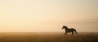 Silhouette of horse running across open field during golden hour sunset with warm atmospheric lighting and misty horizon creating peaceful countryside scene.