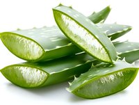 Fresh cut aloe vera leaves showing clear gel inside on white background, natural organic skincare ingredient for cosmetics and healing properties.