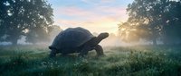 Giant tortoise walking through misty meadow at sunrise with golden light filtering through trees creating peaceful wildlife scene.