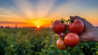 Fresh ripe tomatoes held in hand at sunset over agricultural field. Organic farming harvest concept for healthy food production and sustainable agriculture.