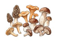 Variety of edible mushrooms including morels, chanterelles, and porcini isolated on white background, suitable for culinary, botanical, and food design projects.