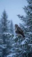 Hawk perched on snow-covered evergreen branch during winter snowstorm with forest backdrop. Wildlife and nature photography for seasonal, outdoor, and animal-themed projects.