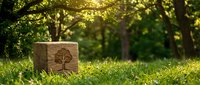 Wooden cube with tree symbol on green grass in sunlit forest setting representing environmental conservation and sustainable development concepts.