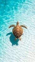 Sea turtle swimming in shallow turquoise water with rippling patterns, aerial view. Marine wildlife and ocean conservation themes.