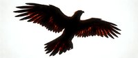 Majestic black raven soaring with outstretched wings against white background. Dark feathered bird in flight showing detailed wing span and tail feathers.