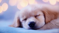Sleeping golden retriever puppy with peaceful expression on blue background with soft bokeh lights creating dreamy atmosphere for pet photography and greeting cards.