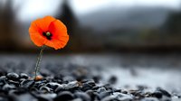 Single red poppy flower growing through rocky ground with blurred natural landscape background symbolizing resilience hope and perseverance in nature.