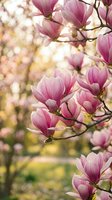 Pink magnolia blossoms on branches with soft bokeh background, ideal for spring themes, nature designs, and botanical projects.