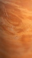 Close-up of warm wood grain texture with natural rings and growth patterns, suitable for backgrounds, design elements, and woodworking projects.