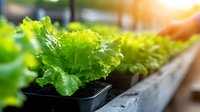 Fresh green lettuce growing in hydroponic garden system, close-up view of organic vegetables in modern sustainable agriculture with natural sunlight.