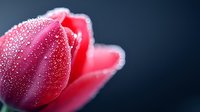 Fresh pink tulip with morning dew drops on petals against dark background, macro photography shows delicate water droplets in soft natural light.