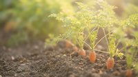 Young carrot seedlings growing in organic garden soil with morning sunlight creating natural bokeh background for sustainable agriculture concepts.