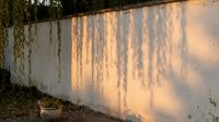 Concrete wall with willow tree shadow cast during golden hour sunlight, creating natural pattern for architectural and landscape design projects.