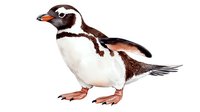 Small penguin with distinctive brown and white plumage, orange beak and pink feet standing in profile view on isolated background, ready for design projects.