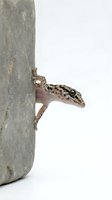 Spotted gecko climbing on concrete wall against white background for reptile and wildlife photography projects.