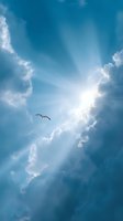 Lone seagull soaring through dramatic sunbeams breaking through clouds in bright blue sky, creating ethereal atmosphere and sense of freedom and hope.