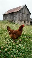 Red hen roaming freely in grassy farmyard with rustic weathered barn and wildflowers creating authentic rural countryside scene for agricultural content.