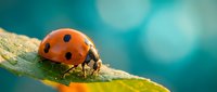 Red ladybug with black spots crawling on green leaf surface with soft turquoise bokeh background. Macro photography showcasing insect details and natural textures.