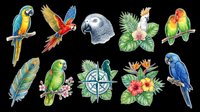 Colorful tropical parrot clipart set isolated on transparent background, featuring macaws, lovebirds, cockatoo, feather and compass. Ready for t-shirt design, stickers, print on demand.