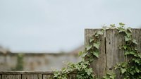Weathered wooden fence with green ivy climbing over rustic planks in countryside setting with blurred background for natural outdoor design projects.