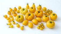 Golden yellow tomatoes of various sizes arranged on white background, isolated and ready for culinary, agricultural, and food design projects.