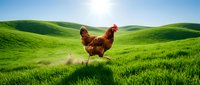 Red hen walking on lush green grass field with rolling hills under bright blue sky. Farm poultry in natural pastoral landscape for agriculture concepts.
